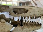 Mosasaurus - Fossiel skelet - 85 cm - 33 cm, Verzamelen, Mineralen en Fossielen