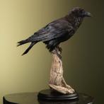 Raaf Taxidermie Opgezette Dieren By Max, Ophalen of Verzenden, Nieuw, Vogel, Opgezet dier