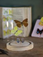 Papillon de nuit Support de corps entier pour taxidermie -, Antiquités & Art, Curiosités & Brocante