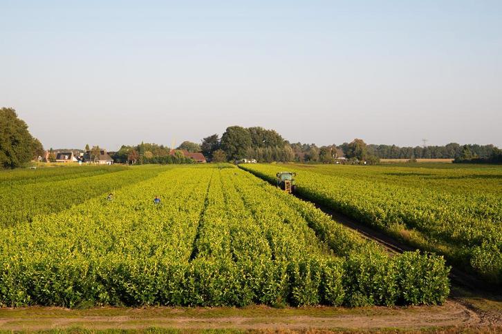 Laurier - Haagplanten - Vele soorten en maten 60 t/m 200cm, Tuin en Terras, Planten | Struiken en Hagen, Ophalen of Verzenden
