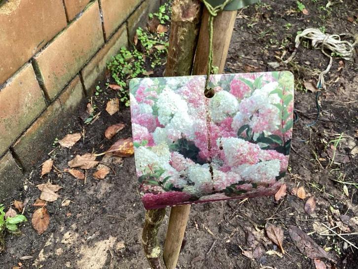 Assortiment Sierstammen - Hydrangeas - Acers (x10), Jardin & Terrasse, Plantes | Arbres