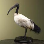 Heilige Ibis Taxidermie Opgezette Dieren By Max, Verzamelen, Dierenverzamelingen, Ophalen of Verzenden, Nieuw, Vogel, Opgezet dier