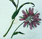 Gottlieb Tobias Wilhelm (1758-1811) - Botany Lot of 13