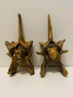 Bison - Os de vertèbre fossilisé - Bison Priscus - 27 cm -