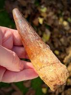 Spinosaurus - Fossiele tand - Spinosaurus aegyptiacus - 134, Verzamelen