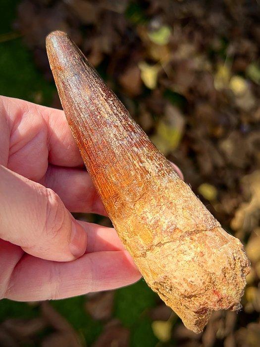 Spinosaurus - Fossiele tand - Spinosaurus aegyptiacus - 134, Verzamelen, Mineralen en Fossielen