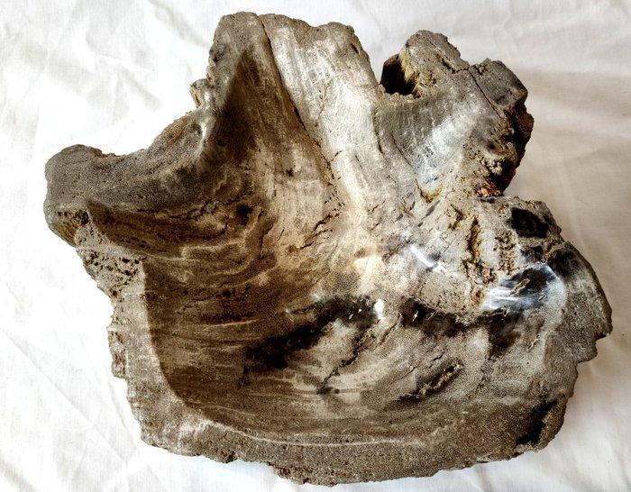 Kom - Bowl - versteend hout - kom, Verzamelen, Mineralen en Fossielen