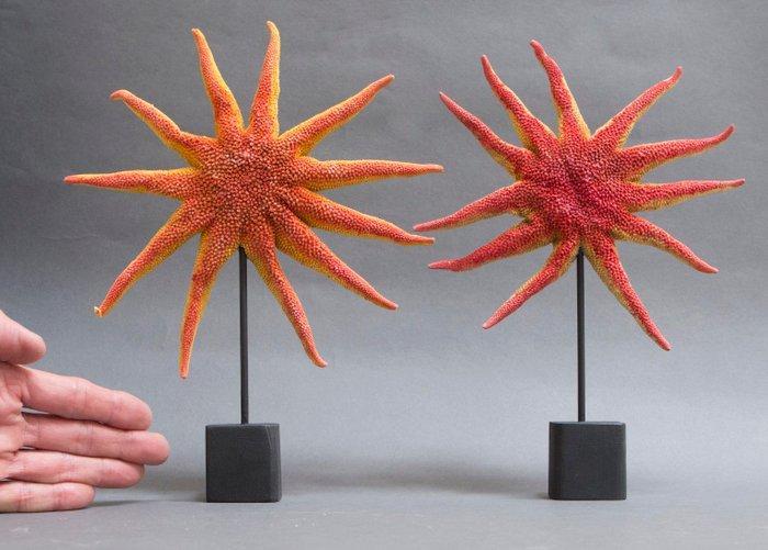 Étoiles de mer Support de corps entier pour taxidermie -, Verzamelen, Dierenverzamelingen