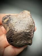 Abelisaurid Theropode Radius (cf. Abelisauridae) - Fossiel, Verzamelen