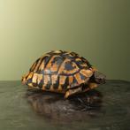 Landschildpad Antiek Taxidermie Opgezette Dieren By Max, Verzamelen, Dierenverzamelingen, Ophalen of Verzenden, Nieuw, Reptiel of Amfibie