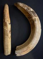 Slagtanden en kiezen van een nijlpaard Slagtand -, Nieuw