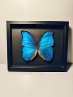 Vlinder Taxidermie volledige montage - Morpho didius - 190, Verzamelen, Nieuw