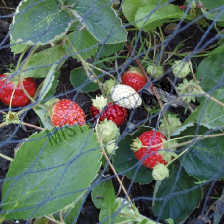 Tuinnet (Werktuigen), Articles professionnels, Agriculture | Outils, Enlèvement ou Envoi