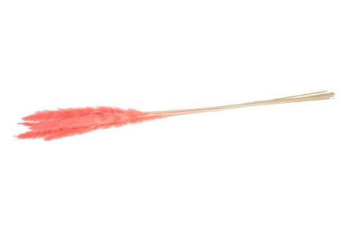 Pampas grass jaxx 65-75cm 6pc - pink, Hobby en Vrije tijd, Knutselen, Nieuw