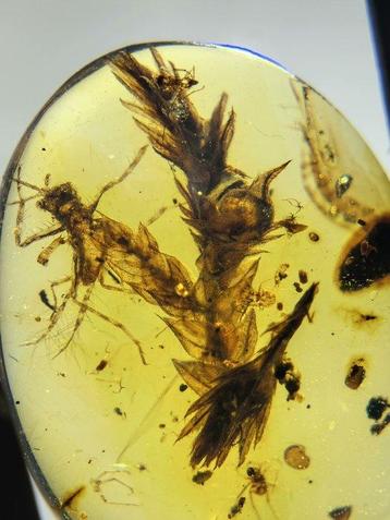 Barnsteen - Cricket eating leavesv - 12.8 mm - 9.5 cm