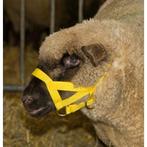 Kophalster voor schapen+bokken nylon - kerbl, Dieren en Toebehoren