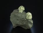 Cristaux de pyrite sur ardoise Matrix - Hauteur : 65 mm -