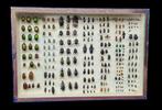 Vintage Paleartic Beetle Collection (39X26 cm)  - circa 1954