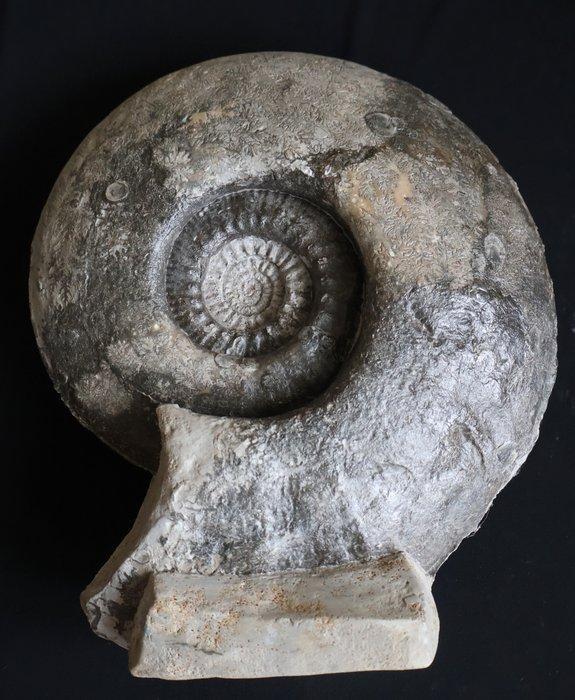 Zeer grote ammoniet uit het Jura - Gefossiliseerde schelp -, Verzamelen, Mineralen en Fossielen
