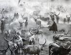 Sebastião Salgado (1944 -) - Dinka Cattle Camp of Kei,, Antiek en Kunst, Kunst | Schilderijen | Modern