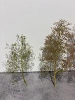 Realistische Bomen - Zeeschuim - Teloxys Aristata H0, N, TT, Hobby en Vrije tijd, Nieuw