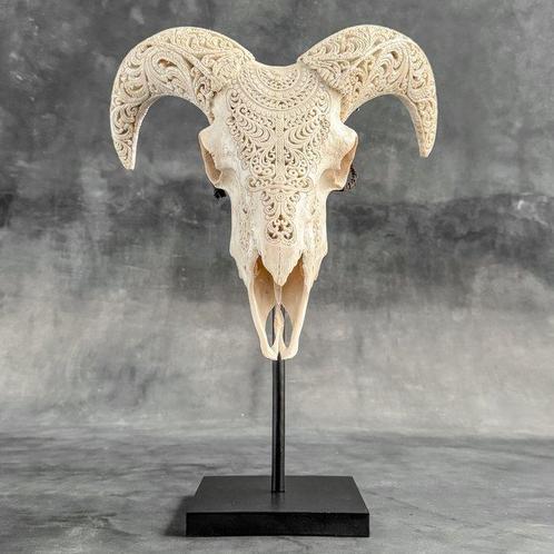 PRIX SANS RÉSERVE - Crâne de bélier blanc sur un support, Antiek en Kunst, Curiosa en Brocante