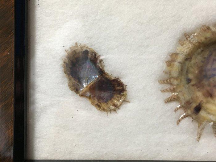 Pearl Taxidermie volledige montage - Cultured Pearl - 19 cm, Antiek en Kunst, Curiosa en Brocante