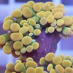 Euphyllia Paraancora Gold 24K (3 koppen), Dieren en Toebehoren, Vissen | Aquariumvissen