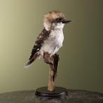 IJsvogel Taxidermie volledige montage - Dacelo novaeguineae, Verzamelen, Nieuw