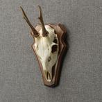 Reebok Schedel Taxidermie Opgezette Dieren By Max, Verzamelen, Dierenverzamelingen, Ophalen of Verzenden, Nieuw, Wild dier, Opgezet dier