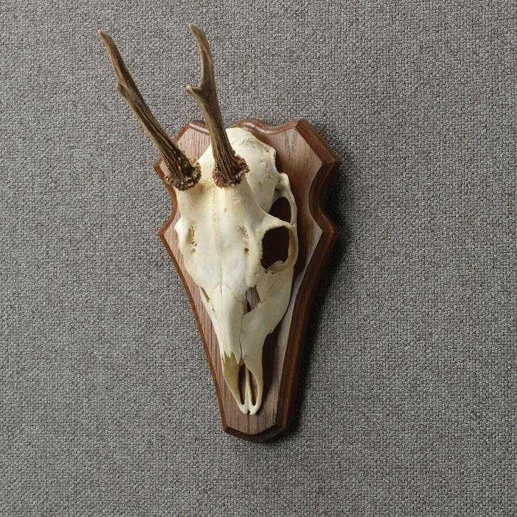 Reebok Schedel Taxidermie Opgezette Dieren By Max, Verzamelen, Dierenverzamelingen, Opgezet dier, Nieuw, Wild dier, Ophalen of Verzenden