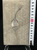Zeereptiel - Fossiele matrix - Keichousaurus sp. - 17 cm -, Verzamelen