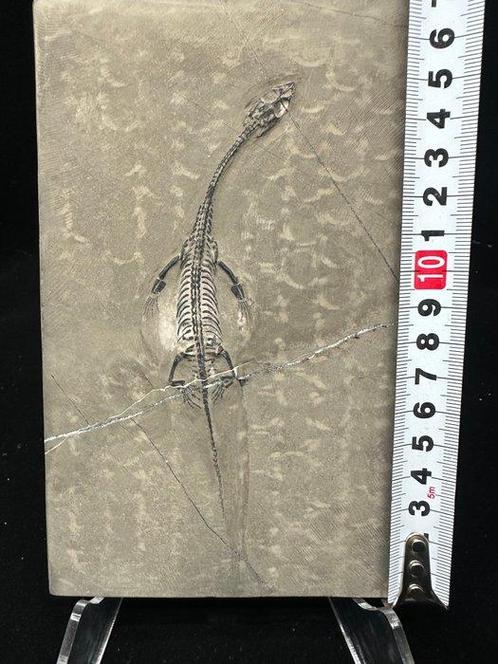 Zeereptiel - Fossiele matrix - Keichousaurus sp. - 17 cm -, Verzamelen, Mineralen en Fossielen