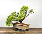 Den bonsai (Pinus) - Hoogte (boom): 50 cm - Diepte (boom):