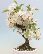 malus halliana bonsai in mooie bonsaischaal - Hoogte (boom):