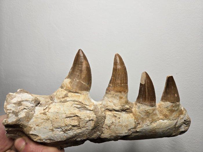 Mosasaurus - Gefossiliseerde kaak - 21 cm - 11 cm (Zonder, Collections, Minéraux & Fossiles