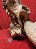 Wisent - Fossiele schedel - 104 cm, Verzamelen, Mineralen en Fossielen