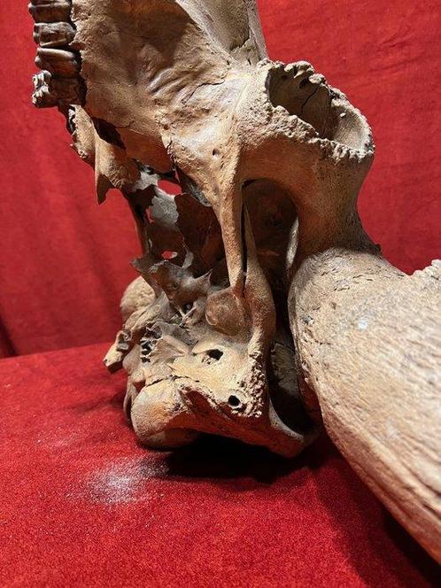 Wisent - Fossiele schedel - 104 cm, Verzamelen, Mineralen en Fossielen