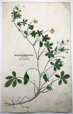 Leonhard Fuchs - Large folio with large woodcuts, Botany,, Antiek en Kunst