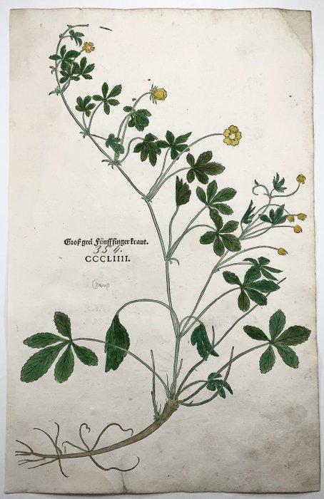 Leonhard Fuchs - Large folio with large woodcuts, Botany,, Antiek en Kunst, Antiek | Boeken en Manuscripten