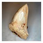 Megalodon - Fossiele tanden - 144 mm - 104 mm