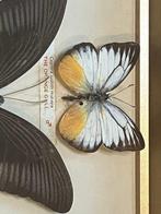 Vlinder Balg - Cepora nerissa, Papilio polytes, Papilio, Antiek en Kunst