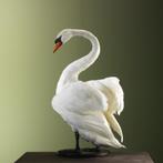 Knobbelzwaan Taxidermie Opgezette Dieren By Max, Verzamelen, Ophalen of Verzenden, Nieuw, Vogel, Opgezet dier