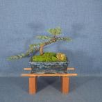 Jeneverbes bonsai (Juniperus) - Hoogte (boom): 15 cm -, Antiek en Kunst