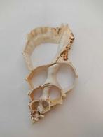 Conque Coquillage marin - Rana gigante concha de caracol de, Antiek en Kunst