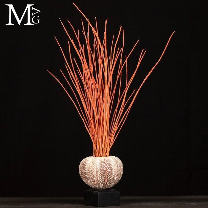 Mariene decoratie – zeepaddenstoel en gorgonia - Hoogte: 450, Antiek en Kunst, Curiosa en Brocante