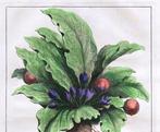 Calmet, Starck-Man (XVIII) - De Mandragora met zyn bloemen