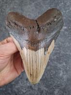 Megalodon - Fossiele tand - Otodus (Carcharocles) megalodon