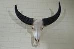 Australian Water Buffalo Schedel - Bubalus bubalis - 30 cm -, Verzamelen, Nieuw