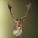 Damhert Taxidermie Opgezette Dieren By Max, Ophalen of Verzenden, Nieuw, Wild dier, Opgezet dier